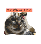 佐藤家の猫（個別スタンプ：5）