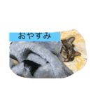 佐藤家の猫（個別スタンプ：6）