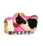 佐藤家の猫（個別スタンプ：9）