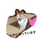 佐藤家の猫（個別スタンプ：11）