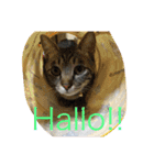 佐藤家の猫（個別スタンプ：15）