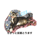 佐藤家の猫（個別スタンプ：16）