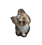 dog.dog.dog（個別スタンプ：4）