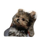 dog.dog.dog（個別スタンプ：5）