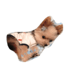 dog.dog.dog（個別スタンプ：6）