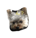 dog.dog.dog（個別スタンプ：7）