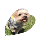 dog.dog.dog（個別スタンプ：8）