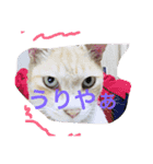 吾輩は猫のセチ（個別スタンプ：1）