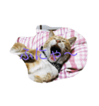 吾輩は猫のセチ（個別スタンプ：2）