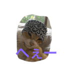 吾輩は猫のセチ（個別スタンプ：3）