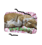 吾輩は猫のセチ（個別スタンプ：4）