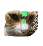 吾輩は猫のセチ（個別スタンプ：5）