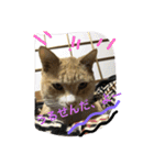 吾輩は猫のセチ（個別スタンプ：6）