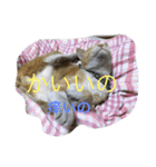 吾輩は猫のセチ（個別スタンプ：7）