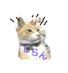 吾輩は猫のセチ（個別スタンプ：8）