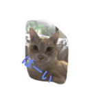 吾輩は猫のセチ（個別スタンプ：9）