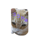 吾輩は猫のセチ（個別スタンプ：10）