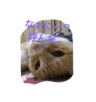 吾輩は猫のセチ（個別スタンプ：11）