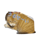 吾輩は猫のセチ（個別スタンプ：13）
