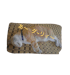 吾輩は猫のセチ（個別スタンプ：14）