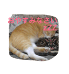 吾輩は猫のセチ（個別スタンプ：15）