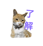 吾輩は猫のセチ（個別スタンプ：16）