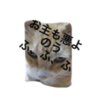 吾輩は猫のセチ（個別スタンプ：17）