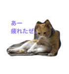 吾輩は猫のセチ（個別スタンプ：18）