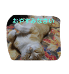吾輩は猫のセチ（個別スタンプ：19）