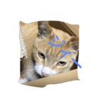 吾輩は猫のセチ（個別スタンプ：20）