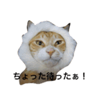 吾輩は猫のセチ（個別スタンプ：22）