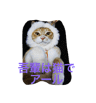 吾輩は猫のセチ（個別スタンプ：23）