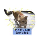 吾輩は猫のセチ（個別スタンプ：24）