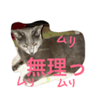 ロシ（個別スタンプ：1）