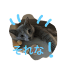 ロシ（個別スタンプ：3）