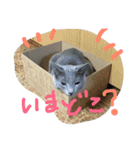 ロシ（個別スタンプ：8）