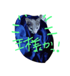ロシ（個別スタンプ：11）