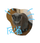 ロシ（個別スタンプ：16）