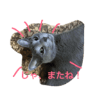 ロシ（個別スタンプ：31）