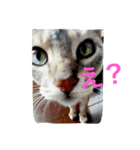 しづく＆あんづな日々（個別スタンプ：11）