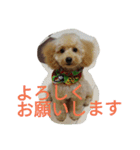 ヤマトときなこ（1）（個別スタンプ：1）