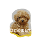 ヤマトときなこ（1）（個別スタンプ：2）