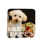 ヤマトときなこ（1）（個別スタンプ：12）