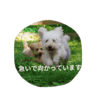 ヤマトときなこ（1）（個別スタンプ：16）