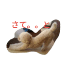 ヤマトときなこ（1）（個別スタンプ：18）