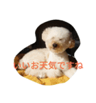 ヤマトときなこ（1）（個別スタンプ：20）