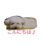 ヤマトときなこ（1）（個別スタンプ：22）