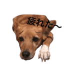 Laika＆Michael（個別スタンプ：3）