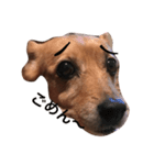Laika＆Michael（個別スタンプ：5）