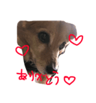 Laika＆Michael（個別スタンプ：8）